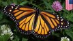Monarch butterflies may be driven into extinction