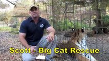 Big Cat Rescue - Help Rescue A Liger And 2 Tigers