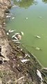 Mass Fish Casualties Due to Mismanaged River