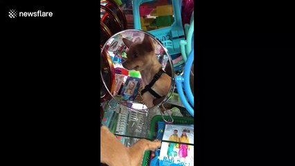Cute chihuahua repelled by own reflection