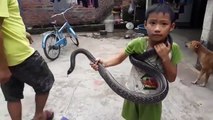 Cậu bé 7 tuổi người Việt lên báo Tây vì tay không chơi với rắn