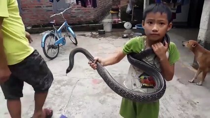 Cậu bé 7 tuổi người Việt lên báo Tây vì tay không chơi với rắn