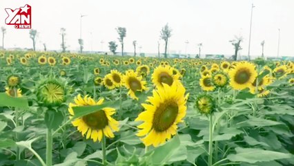 Cánh đồng hoa hướng dương ở Sài Gòn
