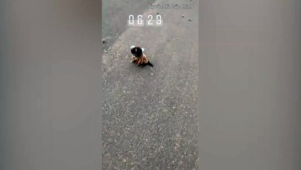 Hà Đức Chinh chơi đùa với cún cưng