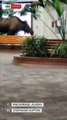 Curious moose on the loose in Alaska hospital