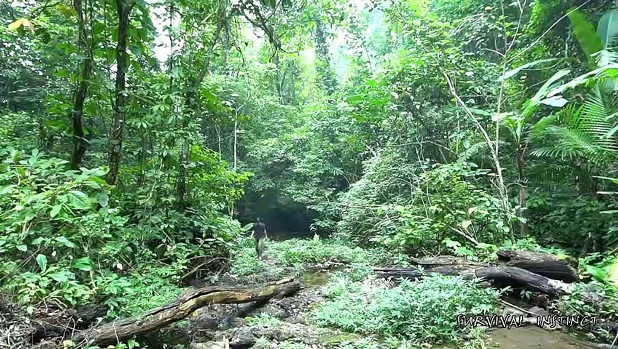 Survival Instinct - Eat moss and prepare firewood for winter