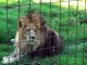 Big Cat Rescue - Lion VS Tiger Liger