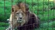 Big Cat Rescue - Lion VS Tiger Liger