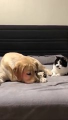 Try Not To Laugh Challenge - Funny Cat & Dog