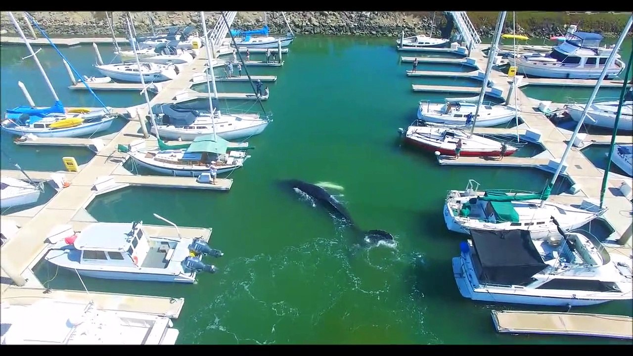 Cá voi lưng gù bị lạc nhiều giờ ở bến du thuyền, người dân phải dùng cách này để giúp chú "về nhà"