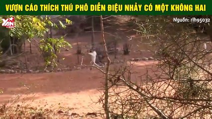 Phát hiện bị chụp lén, vượn cáo thích thú phô diễn điệu nhảy có một không hai