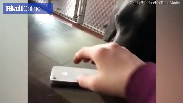 Chú chó giúp cai nghiện điện thoại cho cô chủ cực đáng yêu