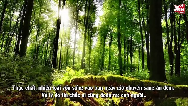 Sự thật đau lòng khiến nhiều loài động vật buộc phải sống về đêm