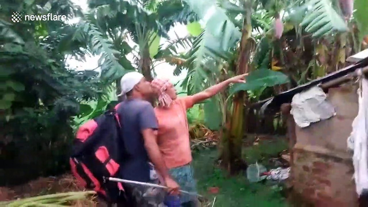 Astonishing moment Indian rescuer finds 20 snakes wedged under tin roof