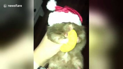 Chunky hamster devours large cookie half the size of him in one go