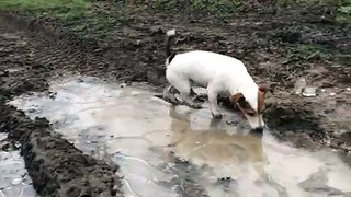 Dog confused by frozen puddle