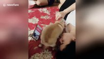 Mischievous dog won't let his owner check the phone