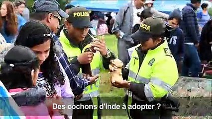 Les cochons d'Inde stars d'un festival en Colombie