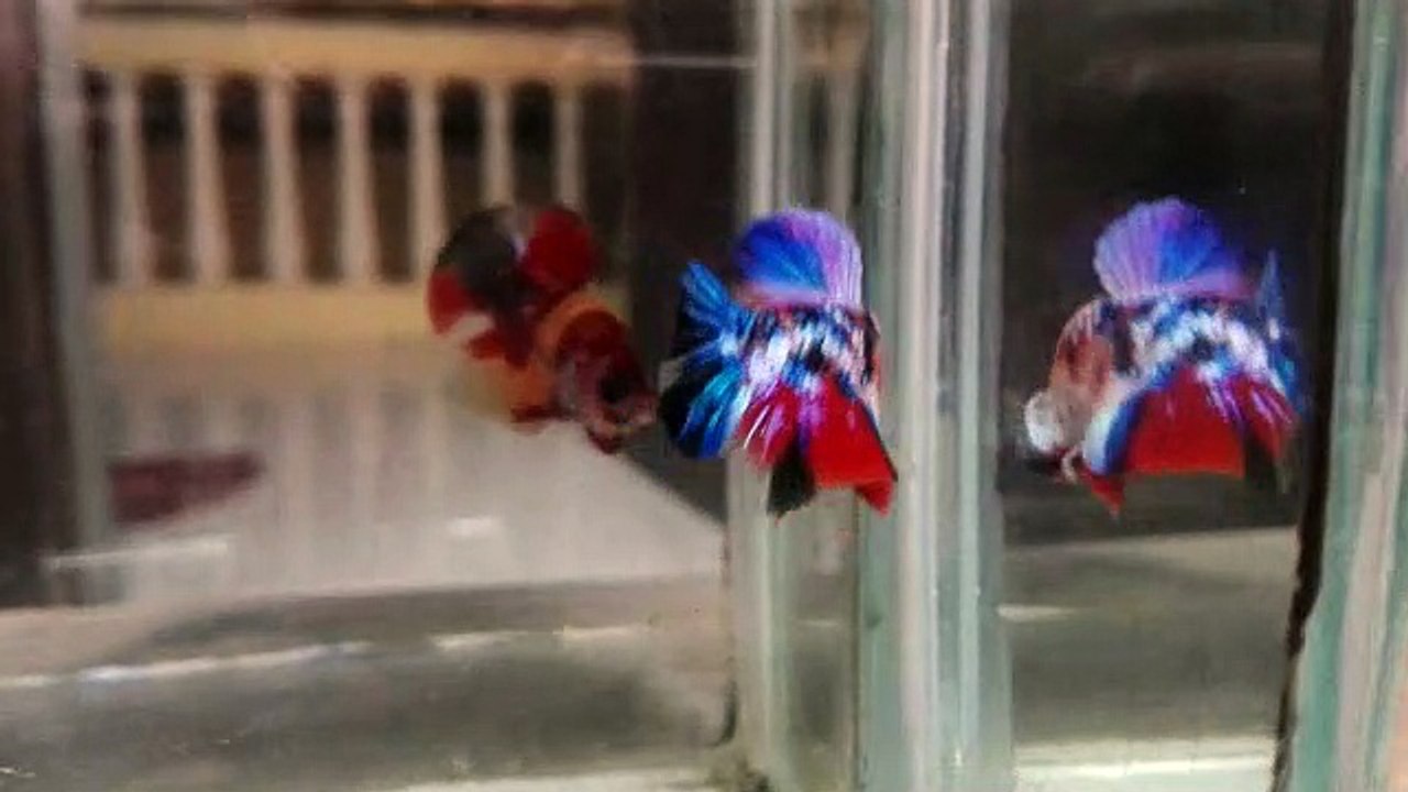 Purchase Short-Finned Variety Of Betta Splendens