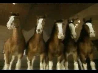 Budweiser Commercial - Clydesdales Donkey