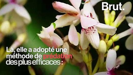 La mante religieuse ne se cache pas que dans les arbres…