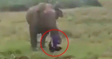 Sri Lanka'da Vahşi Fil, Bir Kişiyi Ezerek Feci Şekilde Öldürdü