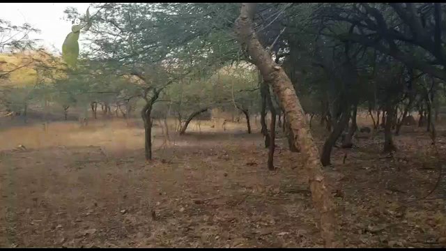 Wild Indian lioness adopts leopard cub in heartwarming show of kindness