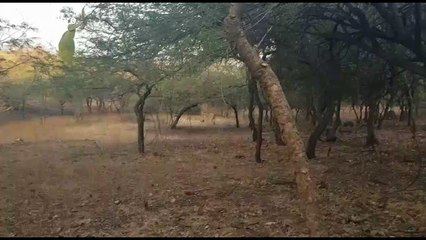 Wild Indian lioness adopts leopard cub in heartwarming show of kindness