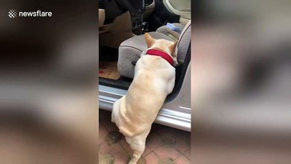French bulldog with short legs can't quite get into car