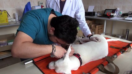 İşitme engelli olduğu düşünülen köpeğe işitme testi yapıldı