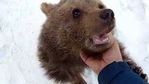 Russian family rescues bear cub from hunters