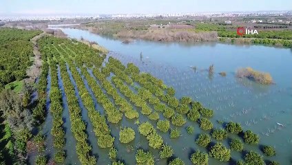 Seyhan Nehri taştı, bahçeler göle döndü...Sular altında kalan narenciye bahçeleri havadan görüntülendi