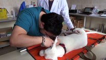 CU'da 'Ceku' adlı köpeğe işitme testi - SİVAS