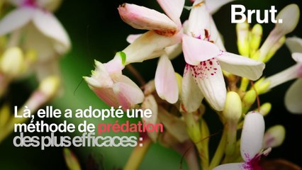 La mante orchidée est l'un des insectes les plus redoutables