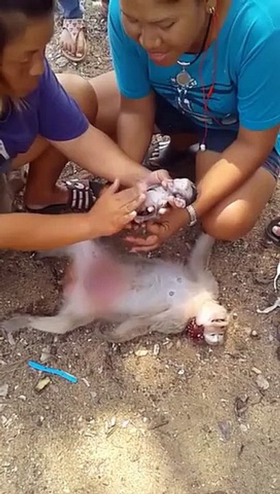 people nearby helped Monkey to give a birth to a baby
