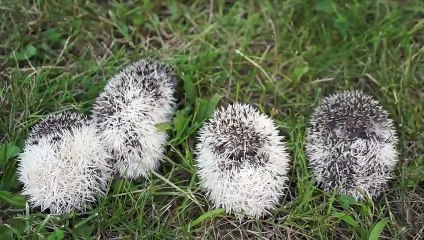 Hedgehog Cuteness Overload