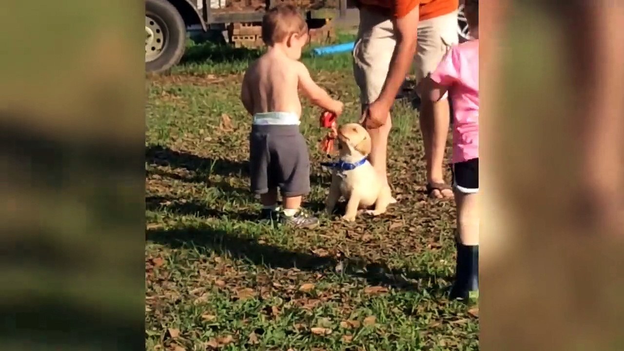 Funniest Pets  | Funny Pet Videos | Funny Animals | Funny Pet Compilation