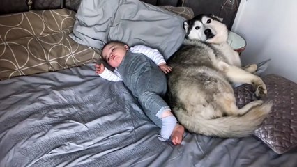 Baby and Dogs Videos | Dogs Babies | Funny Dog Babies Viedo