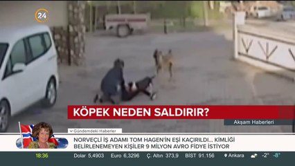 Köpekler neden saldırır, saldırı anında ne yapmalıyız?