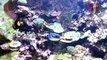 B4- Arabian Angelfish, Comet, Arc-eye Hawk Fish, Giant Clam, Elegant Fire fish, Palette Surgeonfish, Panama Cardinalfish, Jewelled Blenny, Bangui Cardinal, Spotted Bristle Tooth, Cleaner Pipefish,