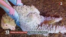 La laine mohair des Pyrénées, un produit local d'exception