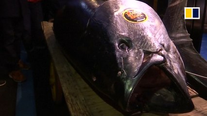 Tuna sold for a record price at Tokyo auction