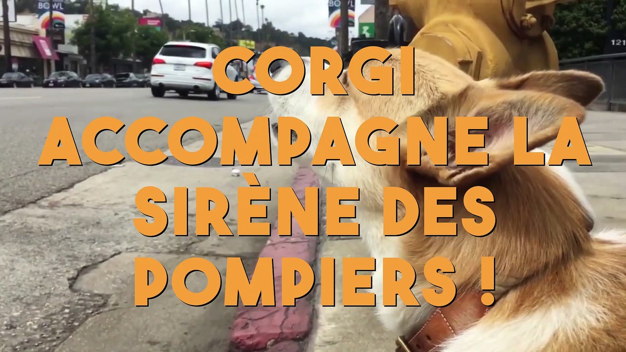 Ce chien s'amuse à imiter le son de la sirène des pompiers !