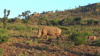 Rhino vs Lion Fight - Most Amazing Wild Animal Attacks - Animal Fights HD