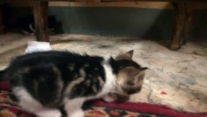 Little Kitties Sneaking Around  Her Brother  While Tring To Eat Phone Cable