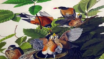 John James Audubon's Birds of America!