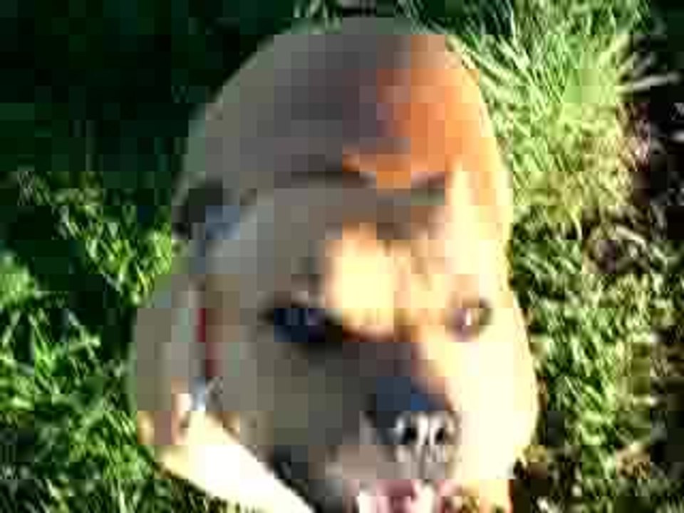 Ma petite staffie "Early"