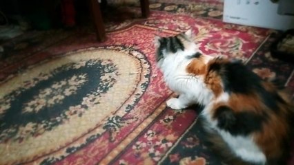 Mommy Cat Looking After Her Twins Kitties While They Play