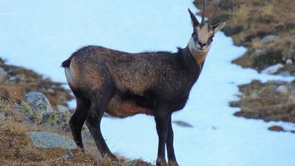Watch: Austrian train workers rescue chamois buried in snow