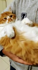 Man Rocking Kitty Companion to Sleep